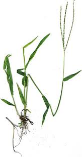 Image result for Digitaria compressa