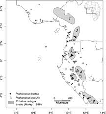 Image result for Afrostyrax kamerunensis