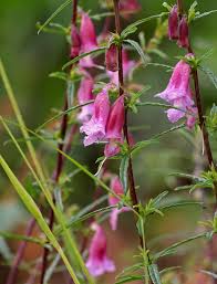 Image result for Sesamum angolense