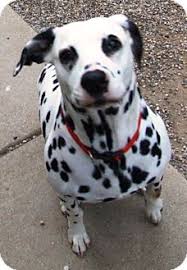 Search michigan dog rescues and shelters here. Kalamazoo Mi Dalmatian Meet Portia A Pet For Adoption