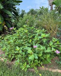 Image result for Clappertonia ficifolia