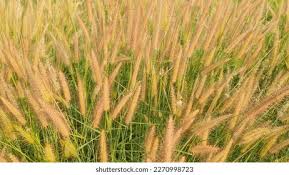 Image result for Cenchrus polystachios