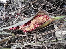 Image result for Lasimorpha