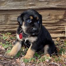 The bullmastiff originated in england around 1910, the foundation breeding is 60% mastiff and 40% old english bulldog. Mastador Puppies Available At Covenant Farm Puppies