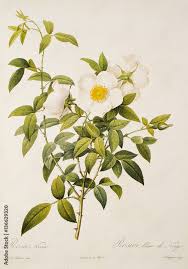 Image result for Rosa laevigata