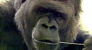 A Conversation With Koko About Nature Pbs Animal Intelligence Gorilla Names Nature