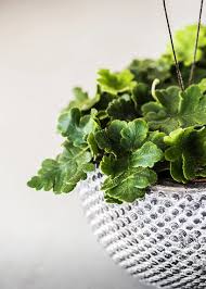 Image result for Doryopteris