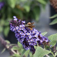Image result for Buddleja pulchella