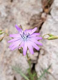 Image result for Lactuca glandulifera