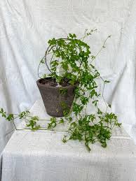 Image result for Kedrostis nana