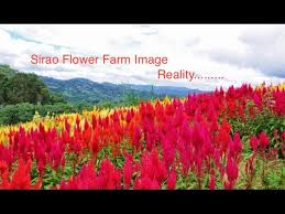 Reality Of Sirao Flower Farm And Garden In Cebu Youtube