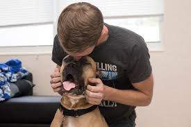 How does adopting animals save lives? On A Budget But Want To Help An Animal In Need Foster A Dog