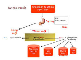 We did not find results for: Qua Trinh Háº¥p Thu Sáº¯t Diá»…n Ra NhÆ° Tháº¿ Nao Trong CÆ¡ Thá»ƒ