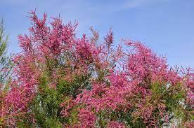 Tolerant of poor, dry soils. What Are Uses For Tamarix Learn About Tamarix In The Landscape