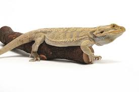 For instance, always dip a cotton pad in oral chlorhexidine. The Best Guide To Bearded Dragon Nutrition Reptiles Magazine