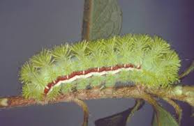 Image result for Ixora longipedunculata