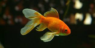 Flakes and pellets your goldfish will love. 5 Best Goldfish Tank Mates What Fish Can Live With Them