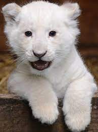 Lions For Sale