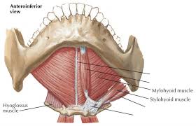 Broadly considered, human muscle—like the muscles of all vertebrates—is often divided into striated muscle, smooth. The Wonders Of The Tongue Its Muscles With Motor And Sensory Nerve Innervations Andreas Astier