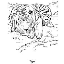 Here is a beautiful collection of tiger coloring sheets in their realistic and humorous form. Top 20 Free Printable Tiger Coloring Pages Online
