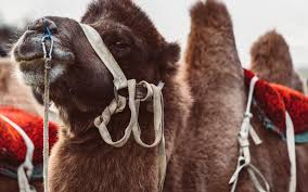 All camel sources use apache camel k as the runtime engine. Short Apache Camel K Video Tutorial Dzone Integration