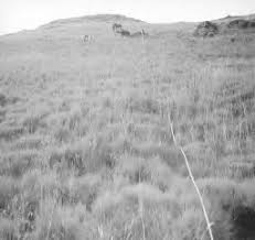 Image result for Trichoneura schlechteri