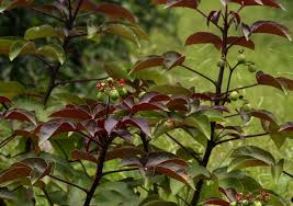 Image result for Jatropha gossypiifolia