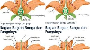 We did not find results for: Nama Bagian Bagian Bunga Lengkap Beserta Gambar Dan Fungsinya Mahkota Bunga Benang Sari Putik Youtube