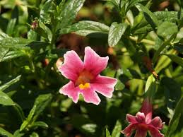 Image result for Mimulus
