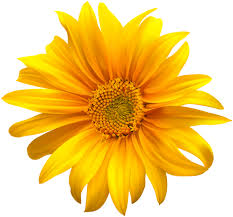 Flower Yellow Transparent Clip Art Sunflower Flower Sunflower Clipart Vector Flowers