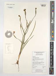 Image result for Ferraria welwitschii