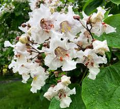 Image result for Catalpa