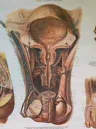 Benito Urinary Organs Anatomical Chart