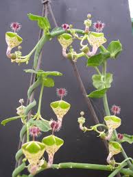 Image result for Ceropegia haygarthii
