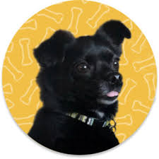 Search by breed, age, size and color. Allen County Spca Pet Shelter And Pet Adoption Program