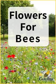 The honey bee is distinguished from other bees by the production and storage of honey and their construction of colonial nests from bees wax. Planting The Best Flowers For Honey Bees Backyard Bee Best Flowers For Bees Bee Garden