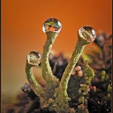 Stream Darren Eck music