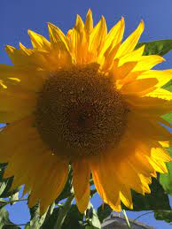 Ray Of Sunshine Amazing Flowers Sunflower Flowers