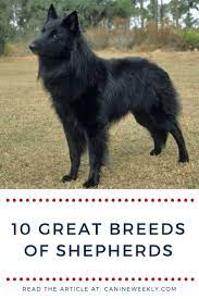 Most Shepherd Breeds Exhibit A Few Common Traits Including High Energy Levels A Strong Work Ethic And Intel Dog Breeds Dog Breeds Medium Shepherd Dog Breeds