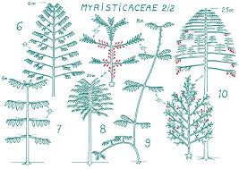 Image result for Dichaetanthera erici-rosenii
