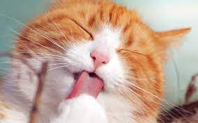 Cat Wallpaper 4k Pets Collection Laginate Cat Wallpaper Animals Puppy Safe