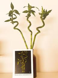 Image result for Dracaena sanderiana