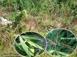 Image result for Microstegium fasciculatum