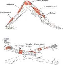 Downward dog is one of the most basic yoga poses, but there's actually a lot to it. 37 Best Yoga Benefits Muscles Ideas Yoga Yoga Muscles Yoga Anatomy