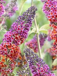 Buddleja Davidii Flower Power Smukke Blomster Sommerfuglebusk Blomsterhave