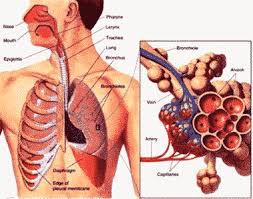 Selain itu juga terjadi mekanisme proteksi, akan dibahas tersendiri. Organ Pernapasan Manusia Pengertian Jenis Hidung Paru Paru
