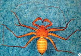 Image result for Arachniodes webbiana