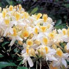 Northern Hi Lights Azalea Azalea Flower Azaleas Shade Shrubs