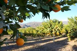 Wonderful Citrus highlights Organic Halos, Seedless Lemons