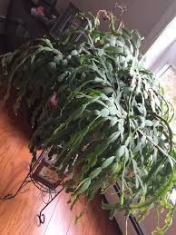Last christmas i gave you my heart but the very next day you gave it away this year to save me from tears i'll give it to someone special. My Neighbours 100 Year Old Christmas Cactus Succulents